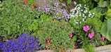 A vibrant flower garden showcasing various blooming plants.
