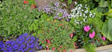 A vibrant display of ornamental plants in a serene garden setting.