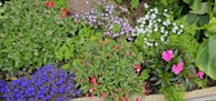 An assortment of colorful medicinal plants in a garden.