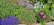 A vibrant collection of various flowering plants in a garden setting, featuring a diverse array of colors. The plants are well-organized with clusters of purple, red, white, and pink flowers surrounded by lush green foliage.
