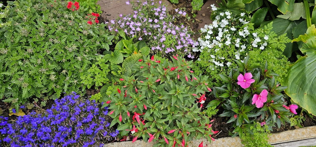 A vibrant garden showcasing various flowers and plants.