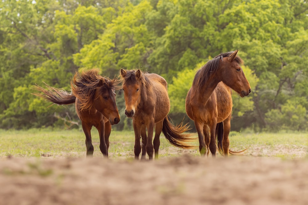 Tres caballos marrones parados en un campo con árboles en el fondo