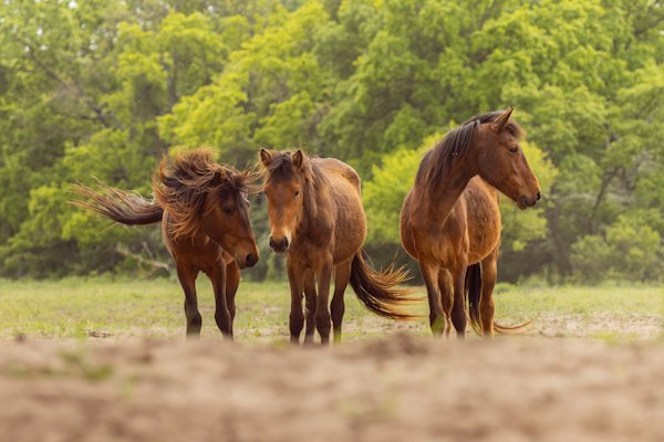 Wild horses in the Letea reserve, which is sand dunes and oak forest — Danube Delta, Romania