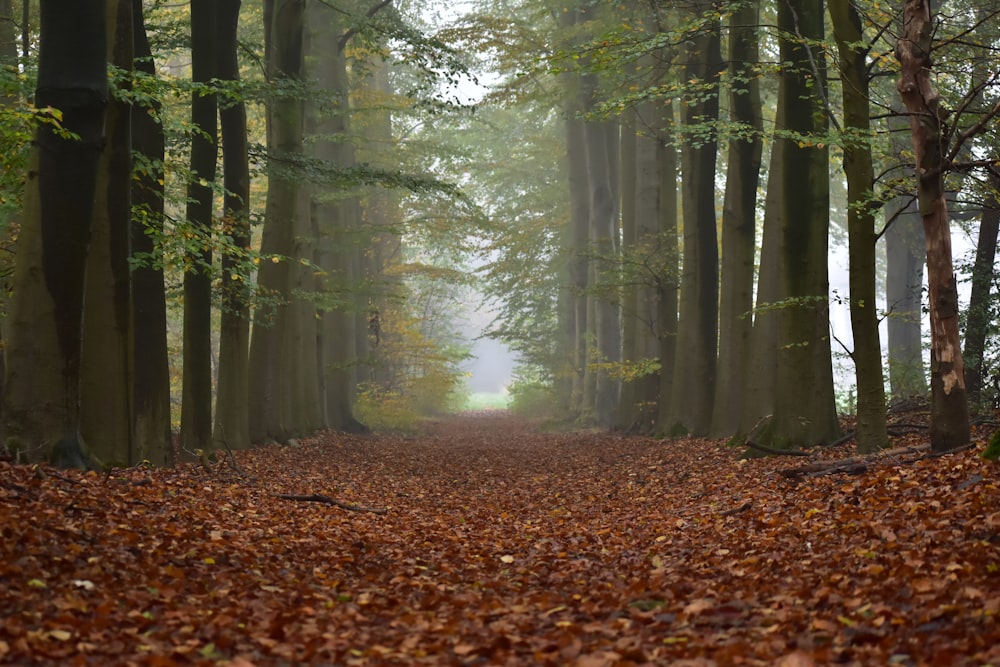 a path in the middle of a forest with lots of leaves on the ground