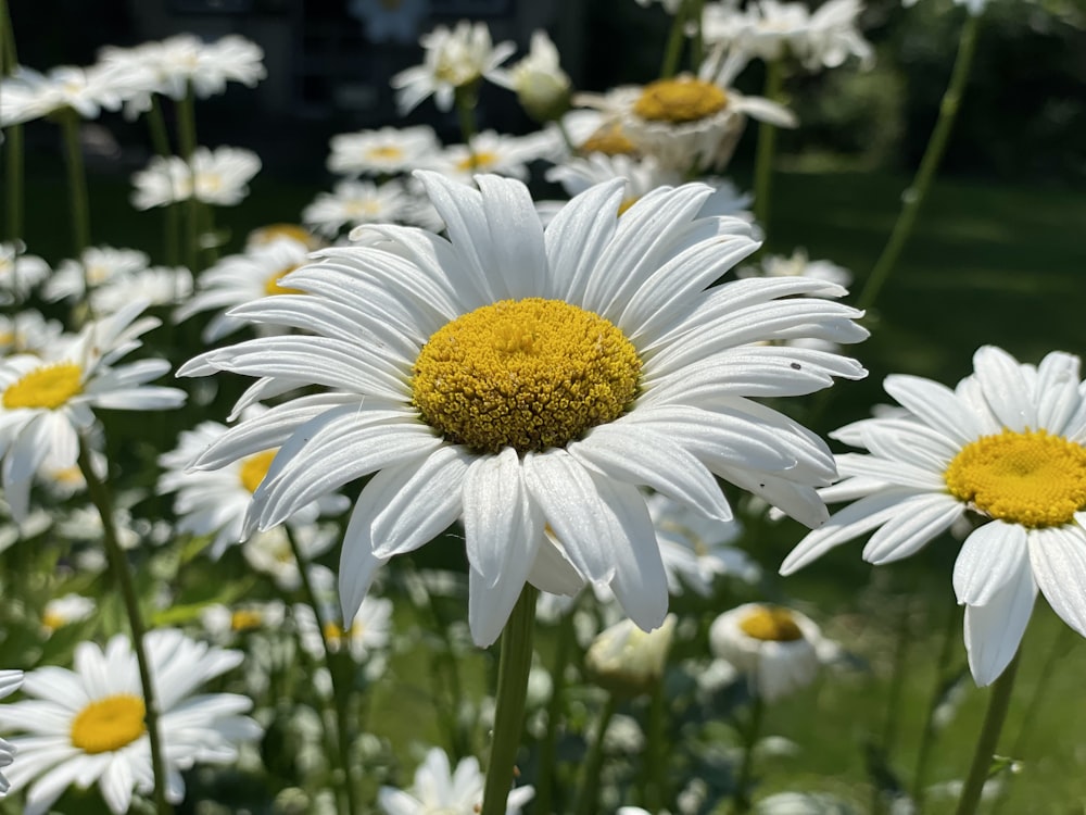 a field full of white and yellow flowers