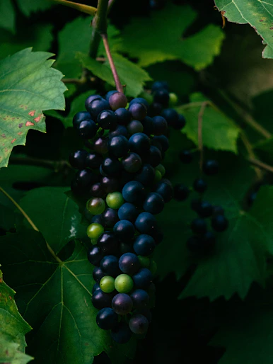 Organic Grape Vinegar by MG Değer Gıda A.Ş - US EU TR organic certified product