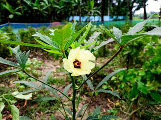 a yellow flower is blooming in a field