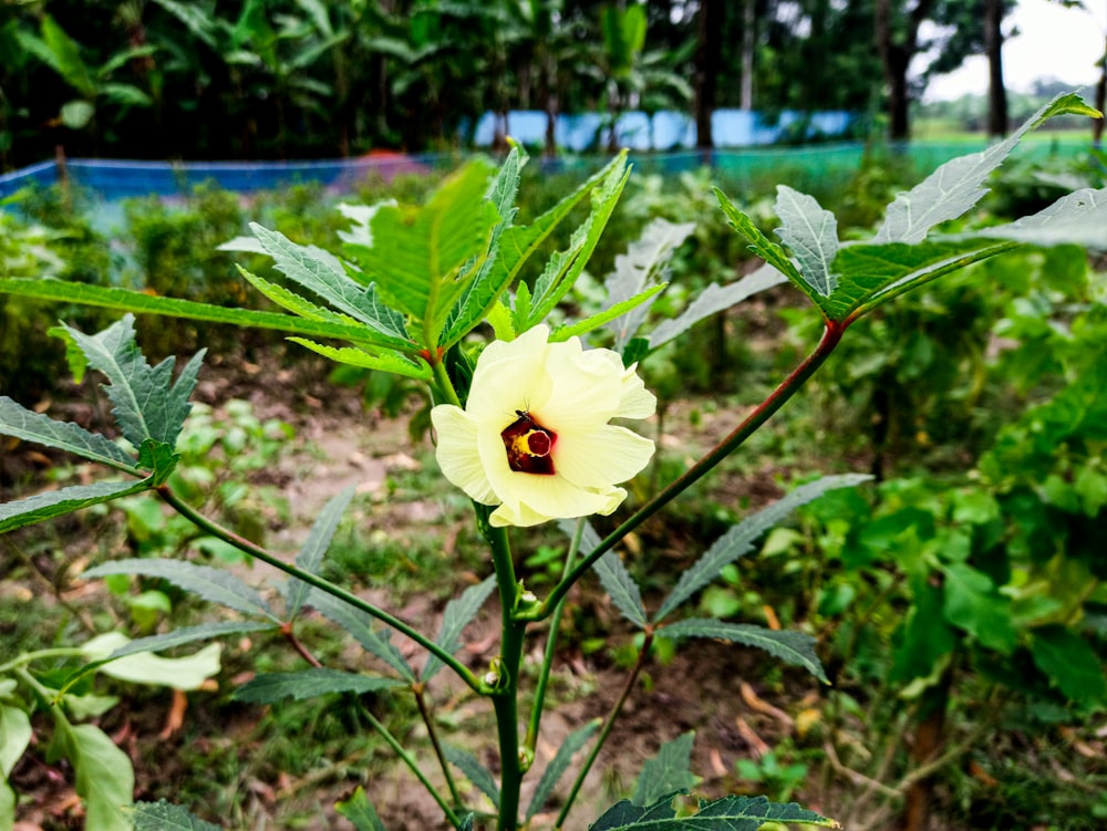 a yellow flower is blooming in a field