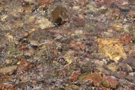 Close-up of water droplets sparkling as they fall over smooth stones.