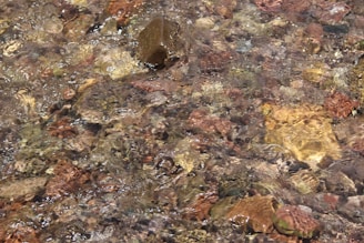 Golden nuggets glistening beside a flowing clear mountain stream.