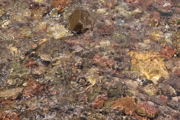 Golden nuggets glistening beside a flowing clear mountain stream.