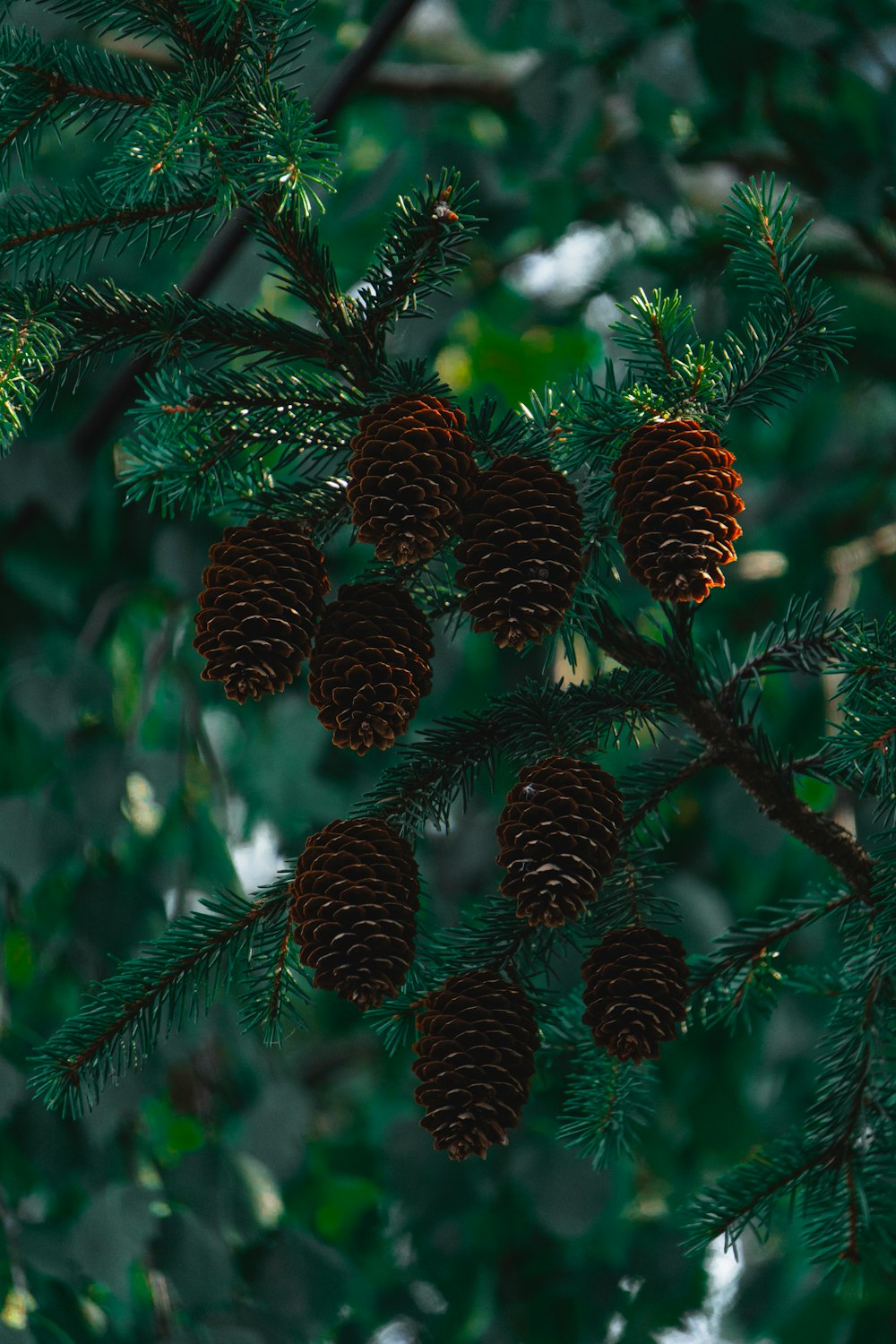 a bunch of pine cones hanging from a tree