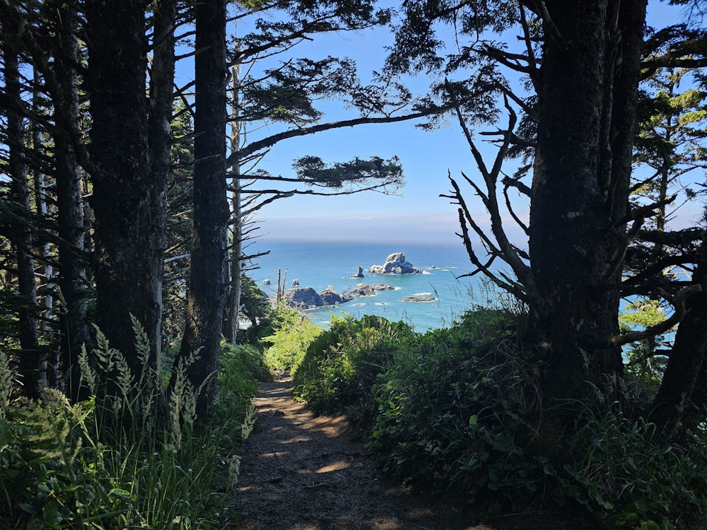 a path leading to the ocean through some trees