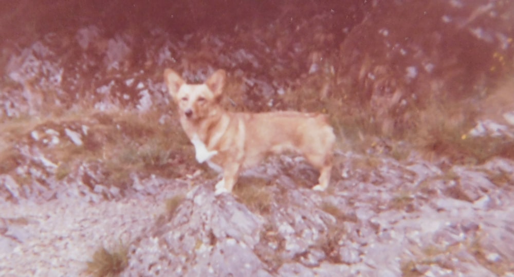 a brown dog standing on top of a rocky hillside