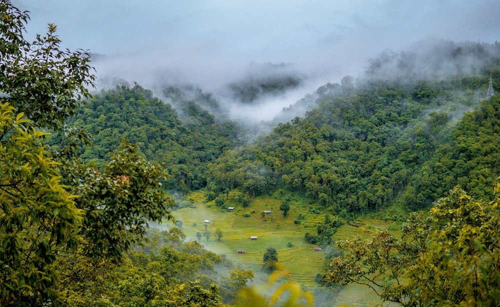 a lush green forest filled with lots of trees