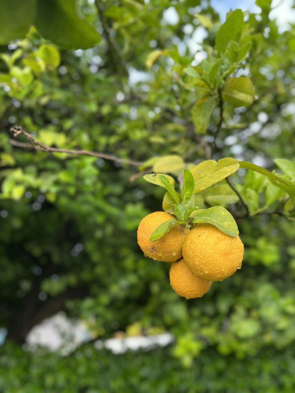 a couple of oranges hanging from a tree