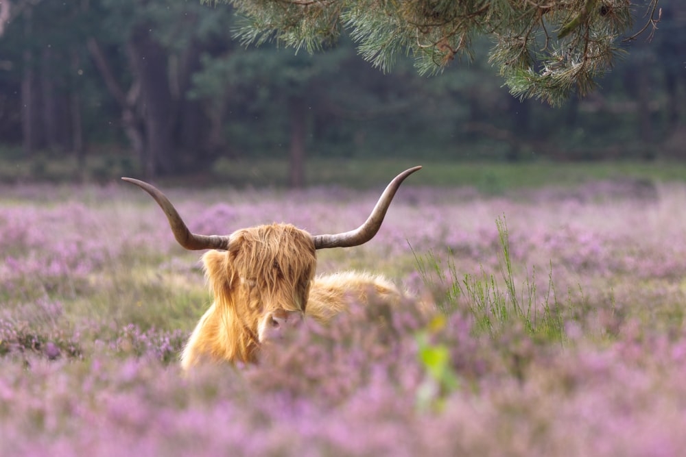 a long horn cow laying in a field of purple flowers