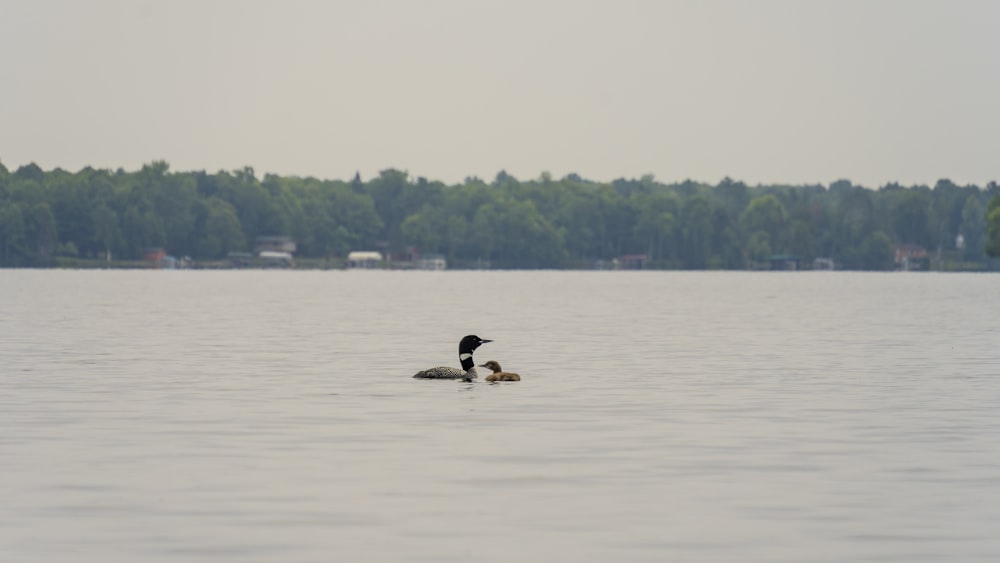 a couple of ducks floating on top of a lake