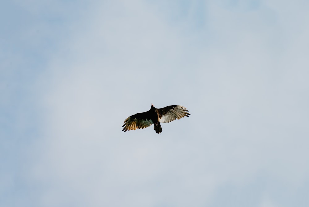 a bird flying in the air with a sky background