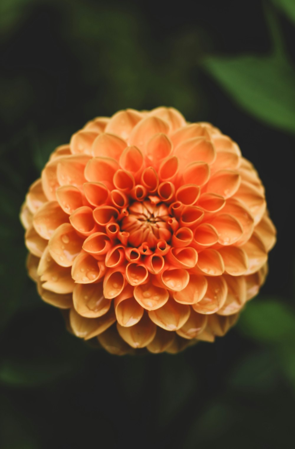 a large orange flower with green leaves in the background