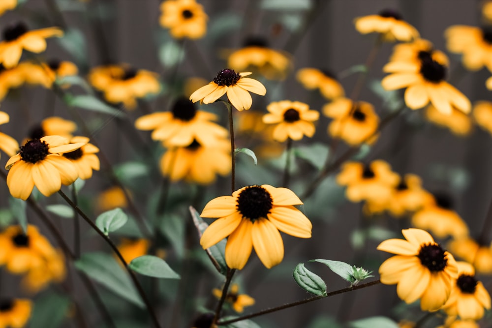 a bunch of yellow flowers with green leaves