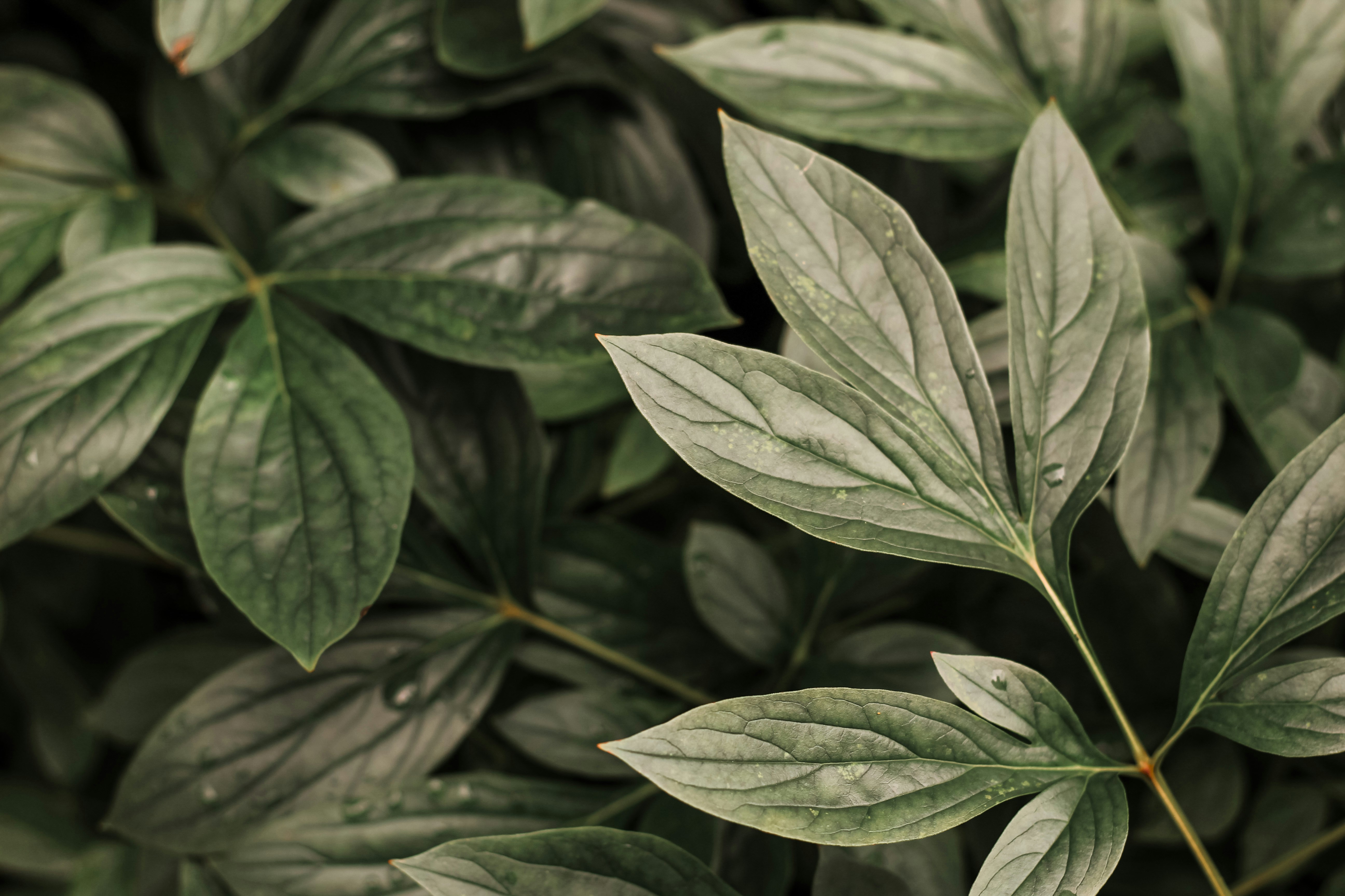 a close up of a green leafy plant