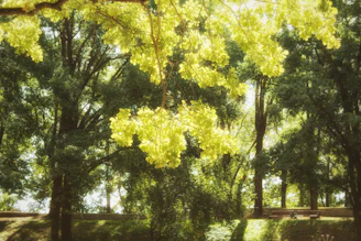 Gentle morning sunlight filtering through leafy trees onto a calm outdoor bench.