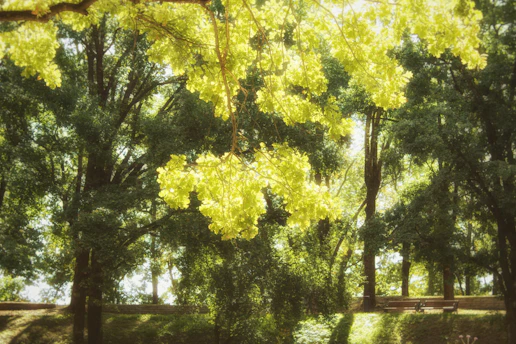 Gentle morning sunlight filtering through leafy trees onto a calm outdoor bench.