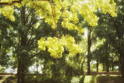 Sunlight filtering through green leaves, casting calming shadows on a wooden bench.