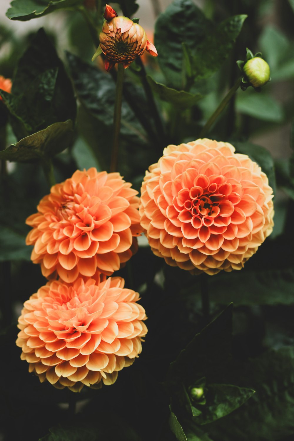 three orange flowers with green leaves in the background