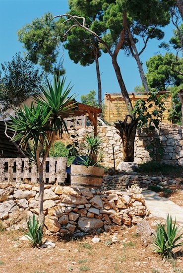 A rustic garden scene featuring a stone wall and various types of plants, including palm trees and small shrubs. In the background, there is a wooden structure partially shaded by taller trees with lush foliage.