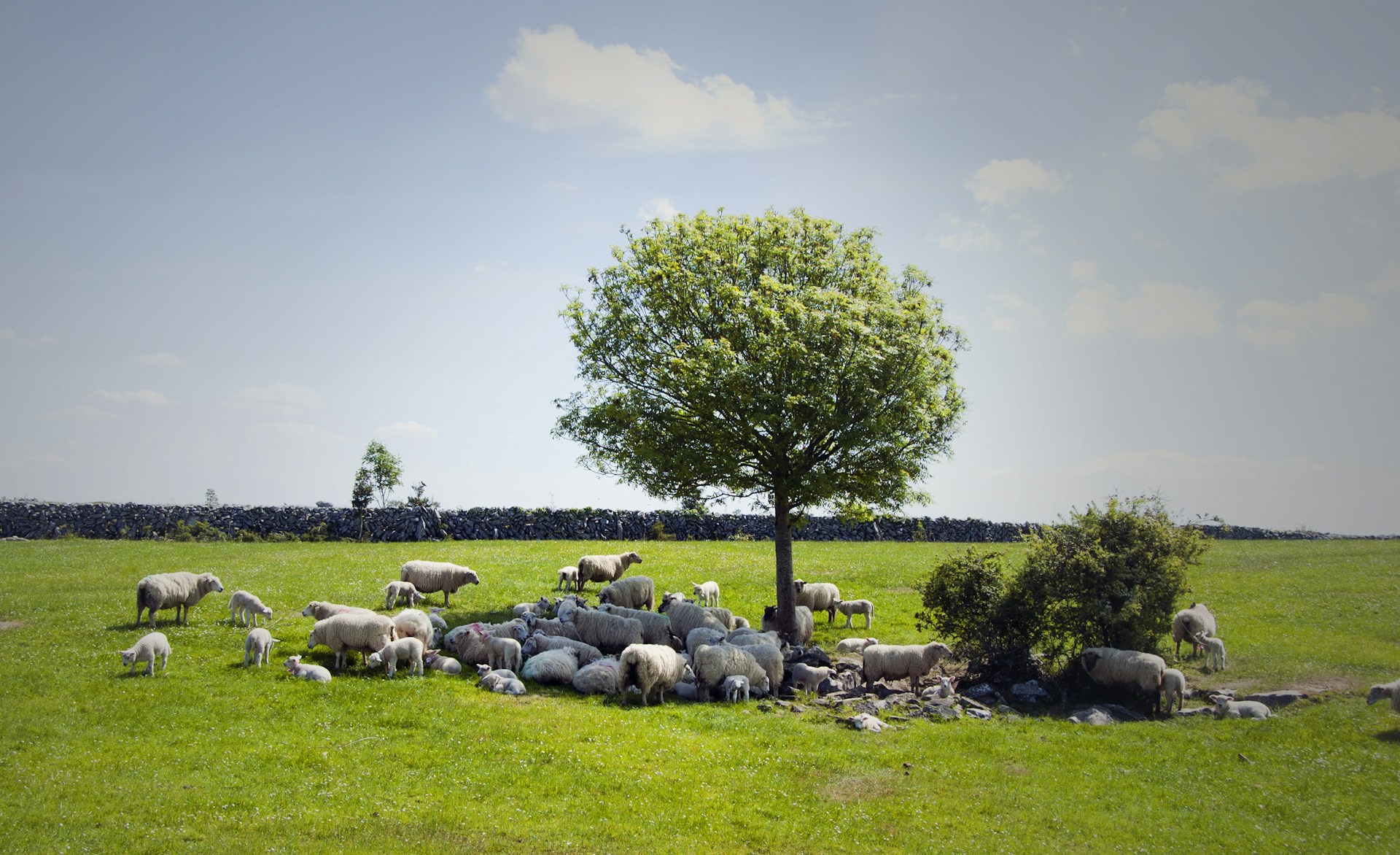 a herd of sheep grazing on a lush green field