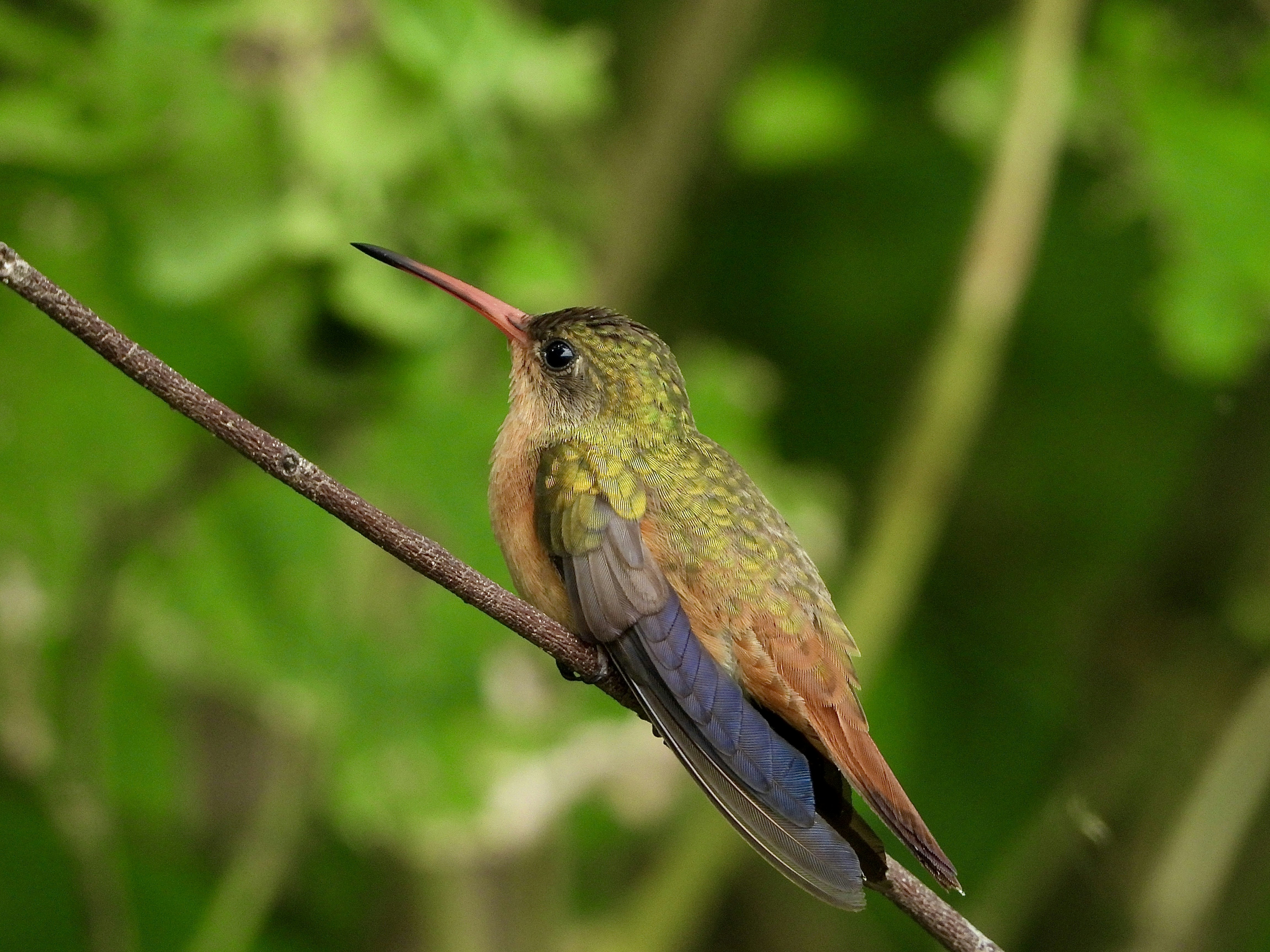 Un colibrí encaramado en una rama en un bosque