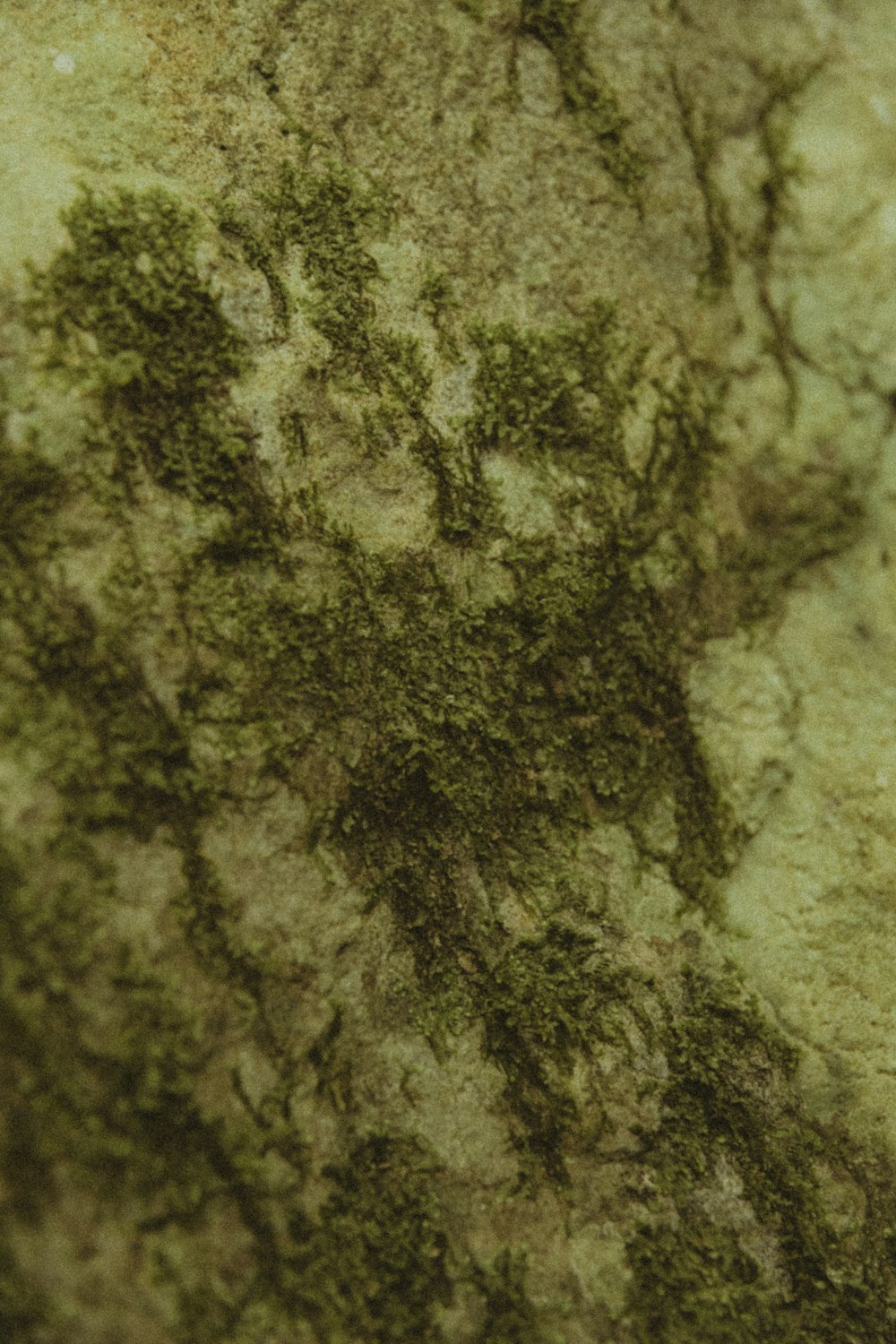 a close up of a tree trunk with moss growing on it