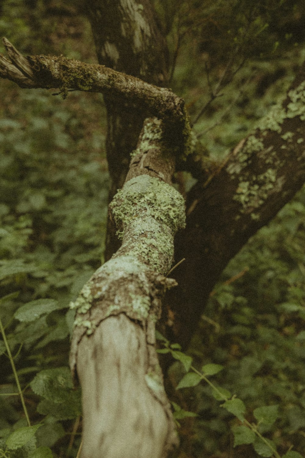 a fallen tree in the middle of a forest