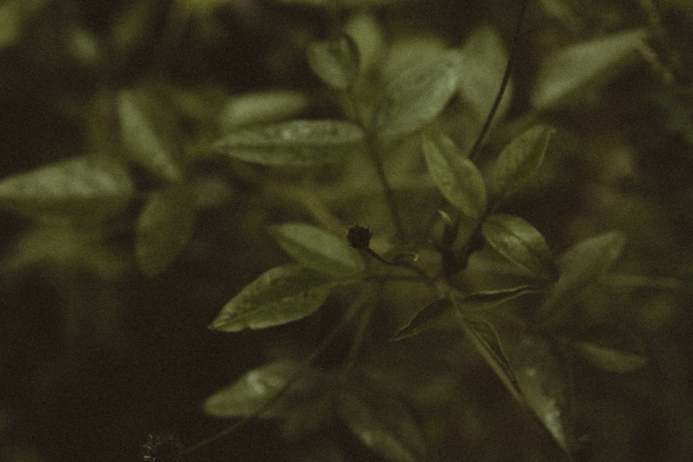 Un primer plano de una planta con hojas