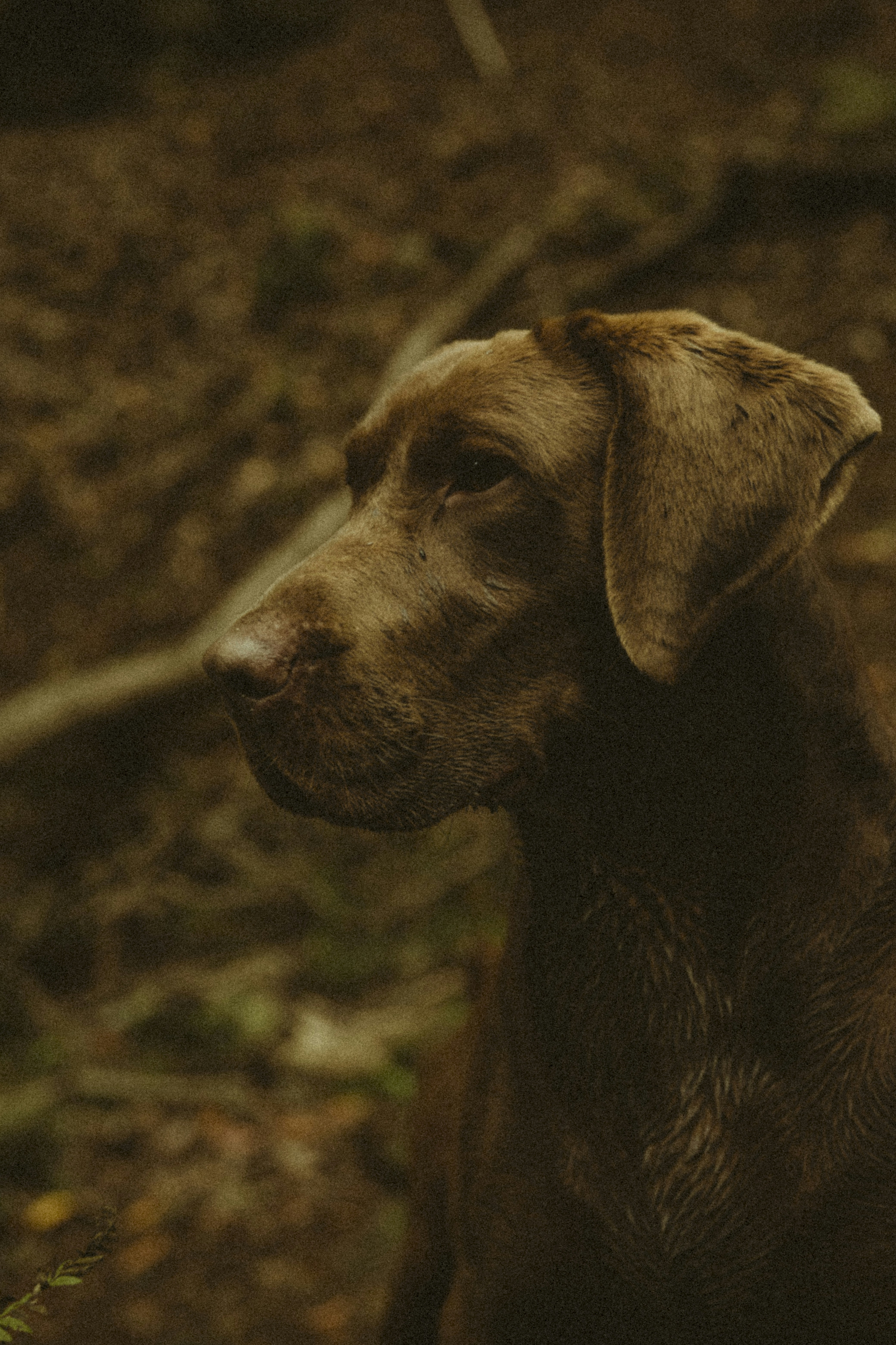 a brown dog sitting on top of a forest floor