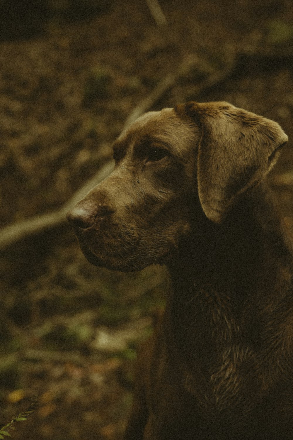 a brown dog sitting on top of a forest floor