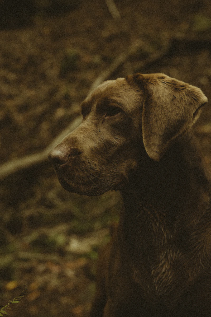 Best Dog Grooming Tools: Top Picks for a Cleaner Coat, Healthier Skin, and Easier Home Grooming