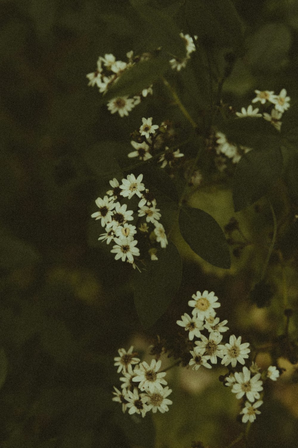 a bunch of small white flowers growing on a tree