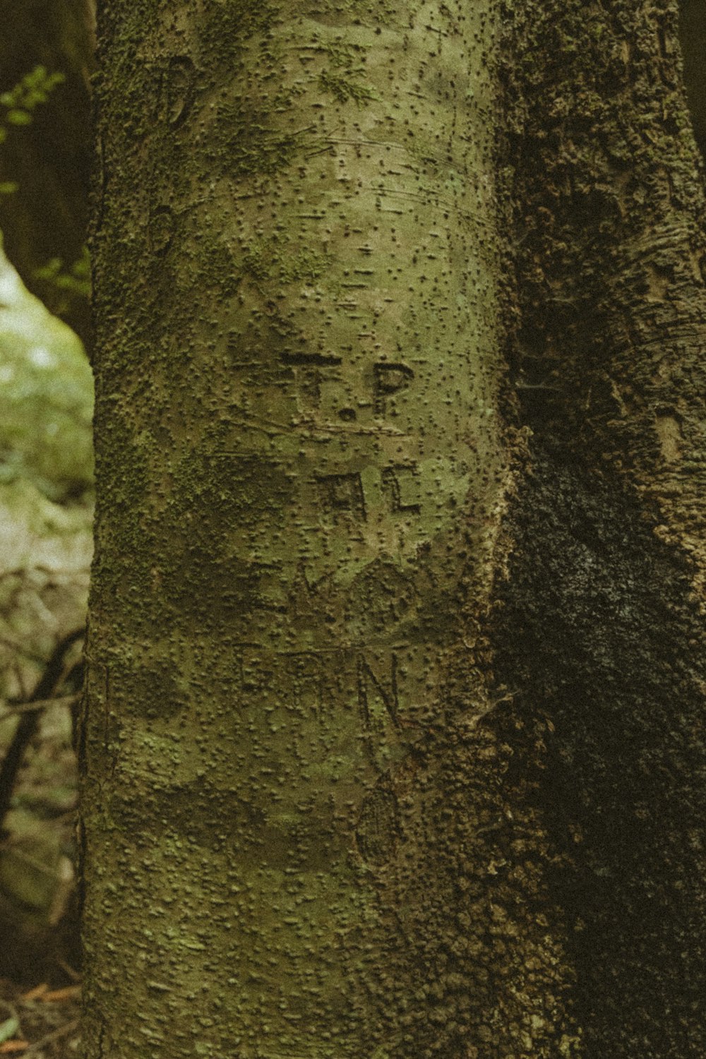 a close up of a tree with a face on it