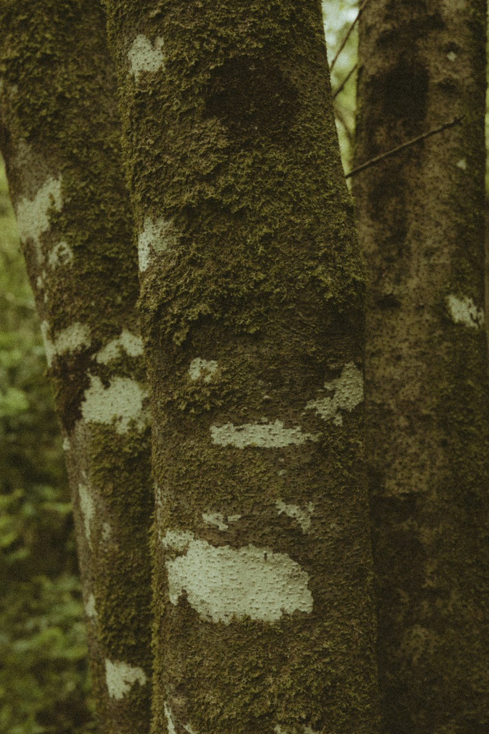 a couple of trees that are next to each other