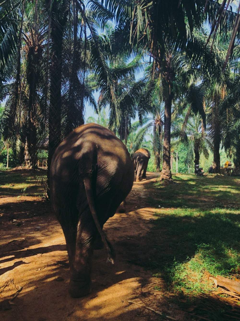 an elephant walking down a dirt road next to palm trees