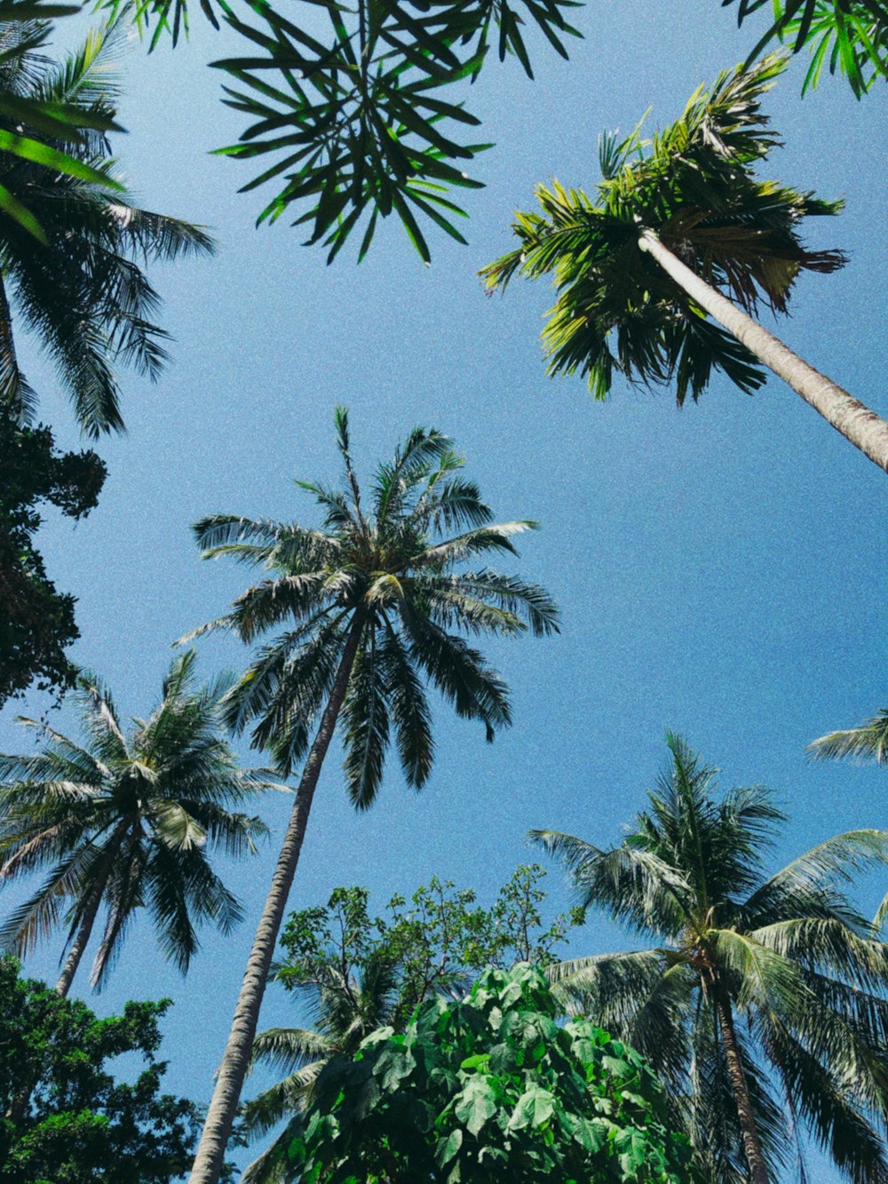 a group of palm trees with a blue sky in the background