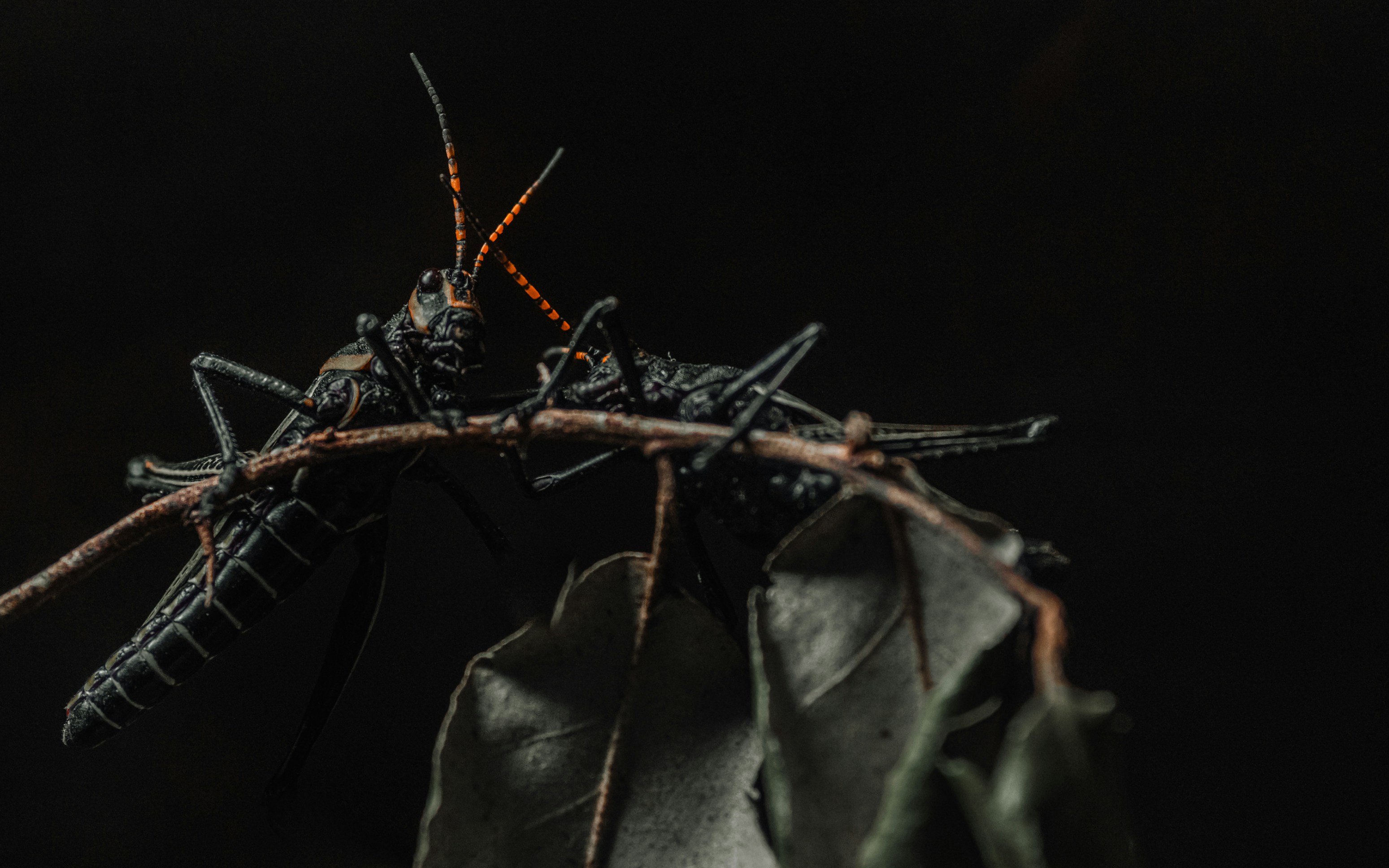 a couple of bugs sitting on top of a leaf