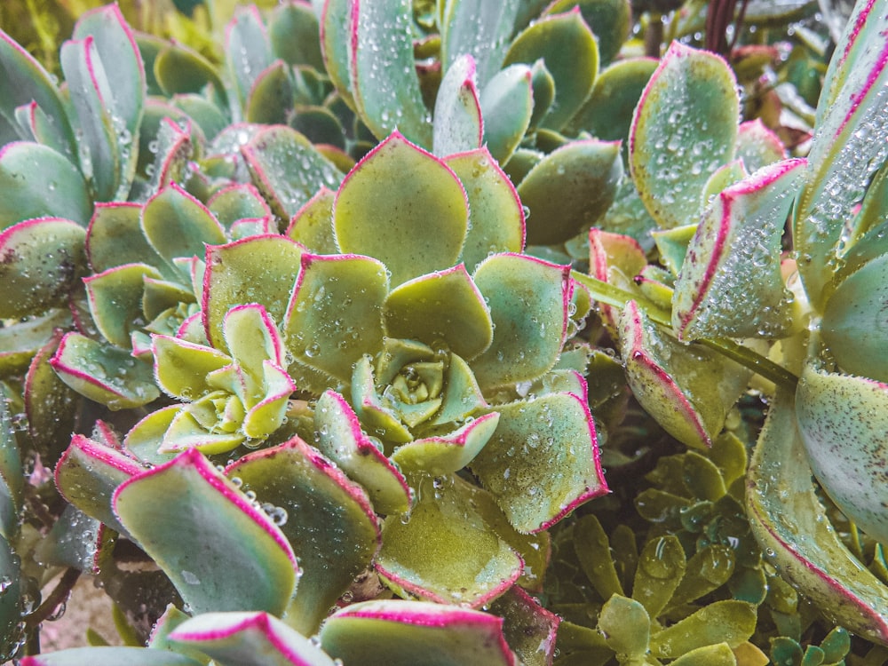 a close up of a bunch of plants with water droplets on them