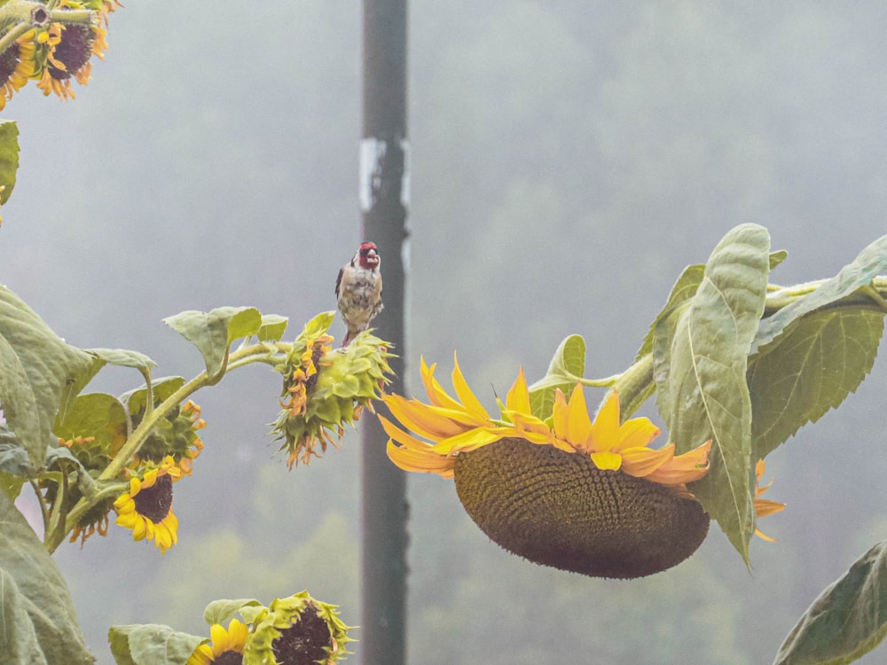 a bird is perched on a sunflower in the fog