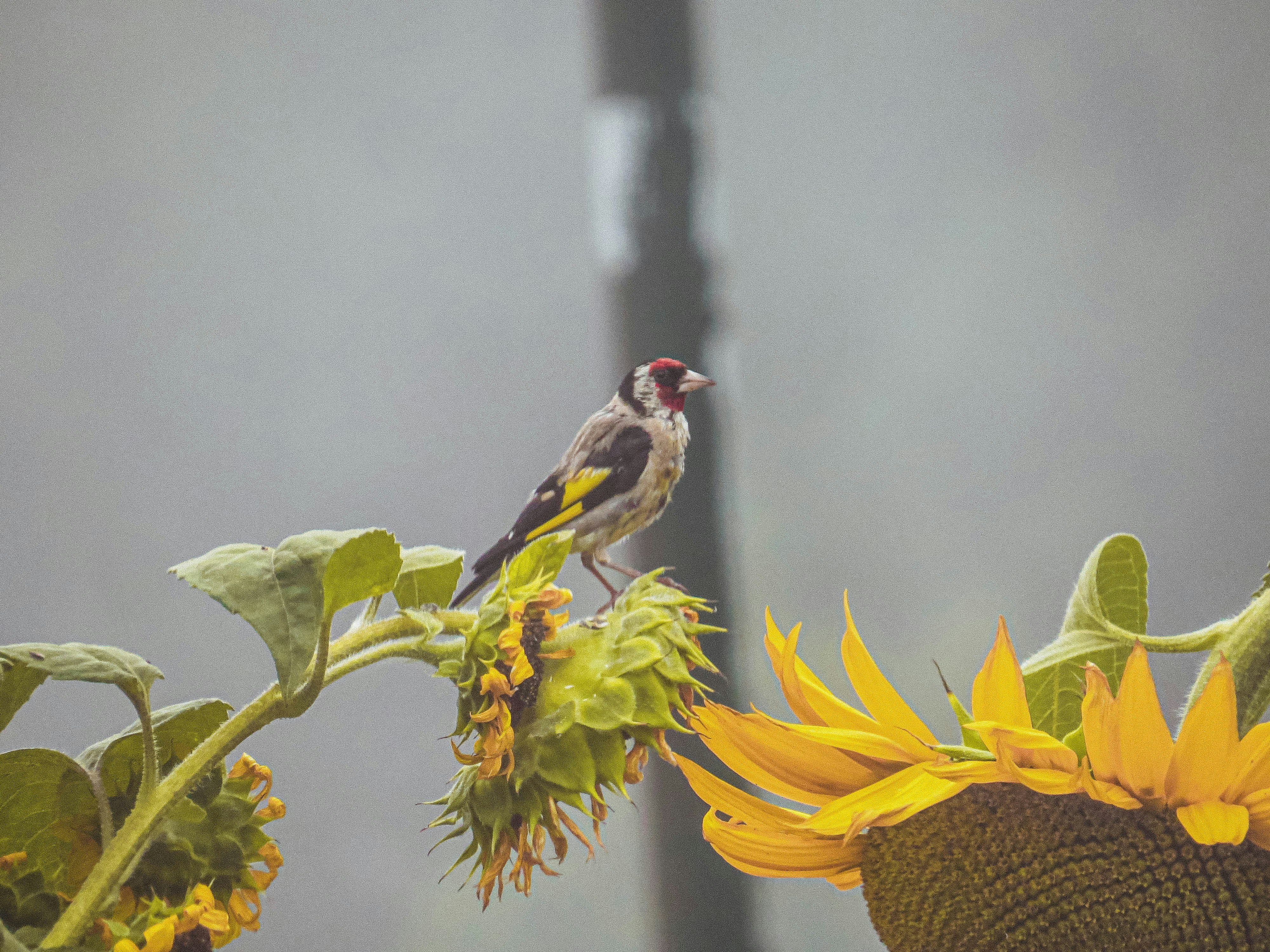 Sunflower seeds
