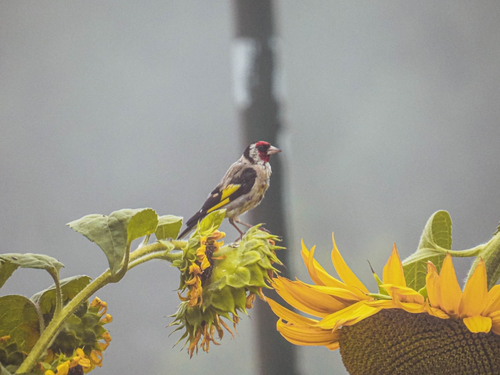a small bird perched on a sunflower