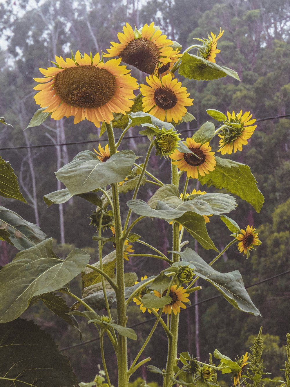 a field of sunflowers on a foggy day